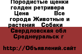 Породистые щенки голден ретривера › Цена ­ 25 000 - Все города Животные и растения » Собаки   . Свердловская обл.,Среднеуральск г.